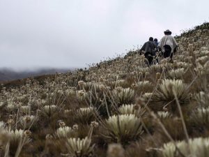 Lee más sobre el artículo ASÍ ES LA GUARDERÍA DE FRAILEJONES DEL PÁRAMO DEL ALMORZADERO EN SANTANDER