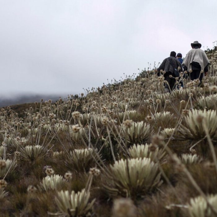 ASÍ ES LA GUARDERÍA DE FRAILEJONES DEL PÁRAMO DEL ALMORZADERO EN SANTANDER