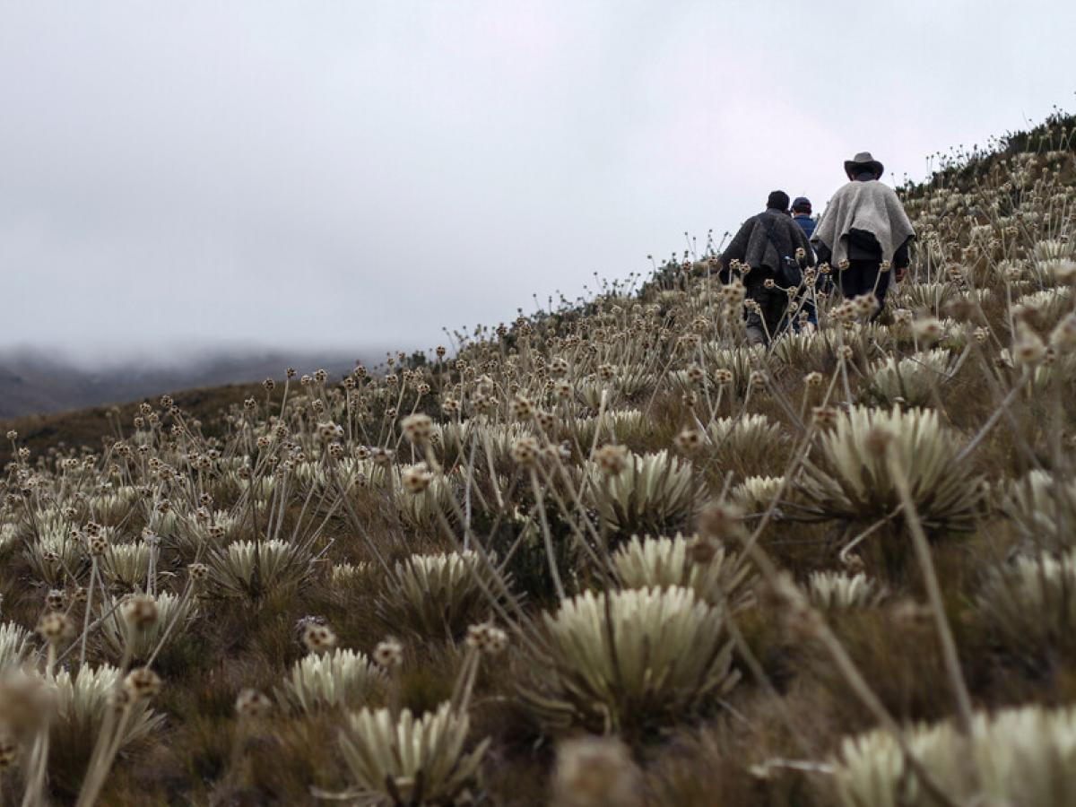 You are currently viewing ASÍ ES LA GUARDERÍA DE FRAILEJONES DEL PÁRAMO DEL ALMORZADERO EN SANTANDER